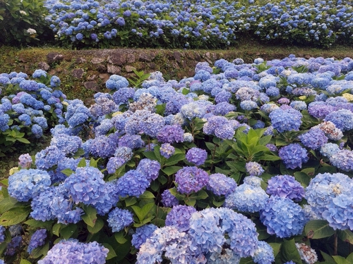 繡球花