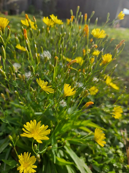 小黃花