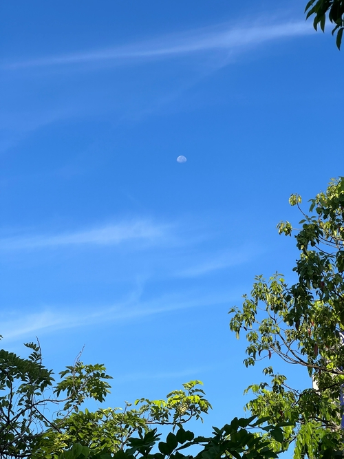 白晝之月