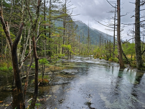 上高地 岳澤濕原