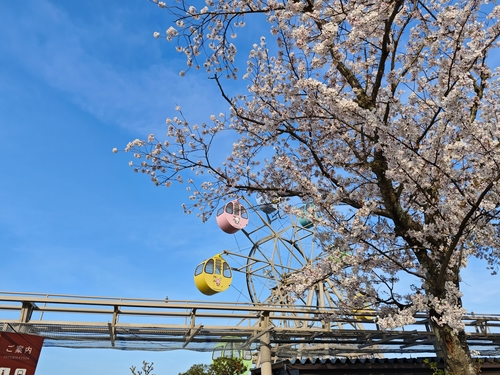 櫻花包圍的列車