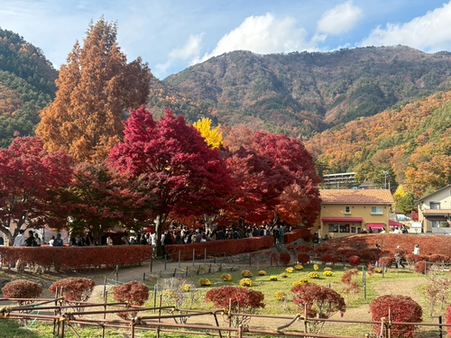 河口湖楓葉迴廊