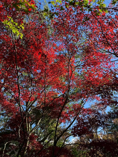 福壽山楓葉紅了