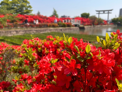 嫣紅杜鵑漫布天滿宮