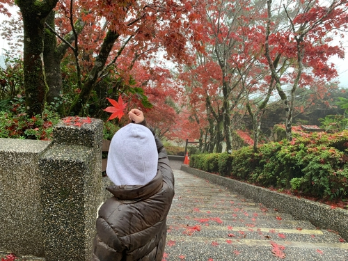 太平山莊賞楓步道