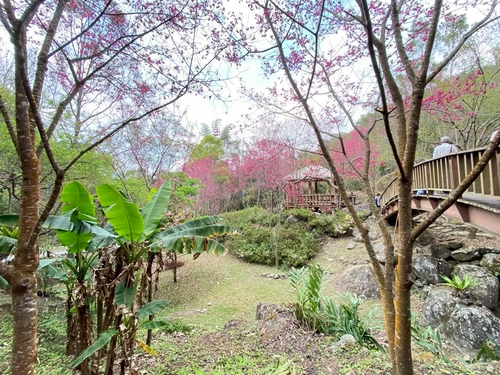 美麗的櫻花步道