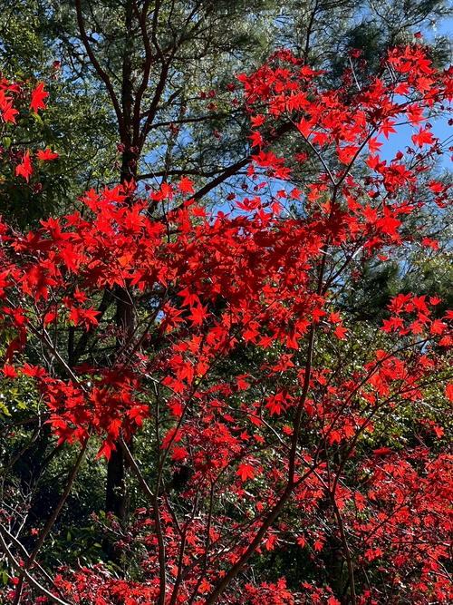 武陵農場楓紅時刻