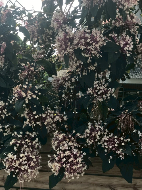 賞花