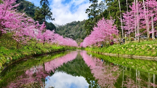 杉林溪水映櫻花