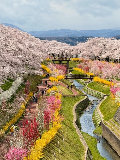 しばた千櫻橋