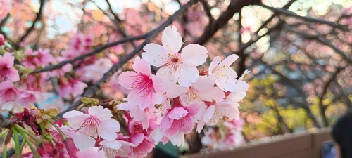 樂活公園賞櫻