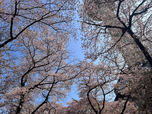 韓國追櫻初體驗