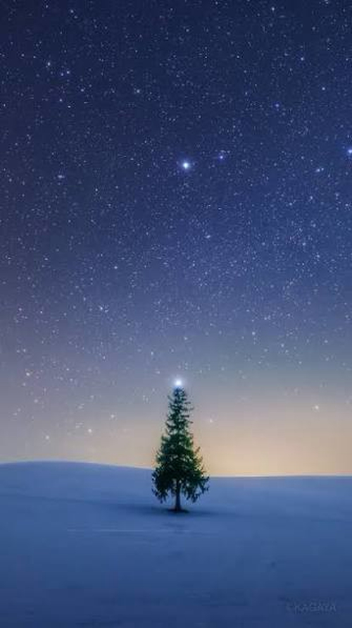 美瑛聖誕樹夜景
