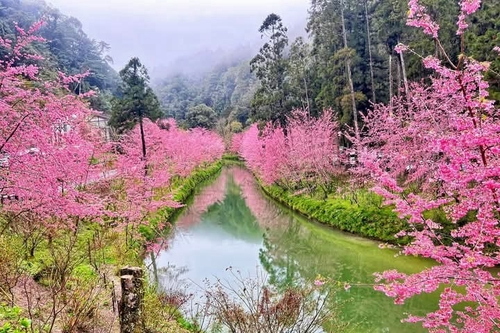 賞櫻花