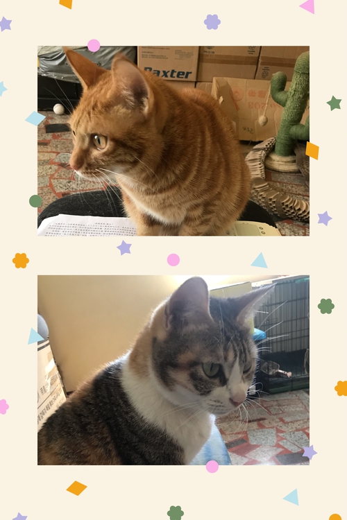 我想對湘湘 奶茶說