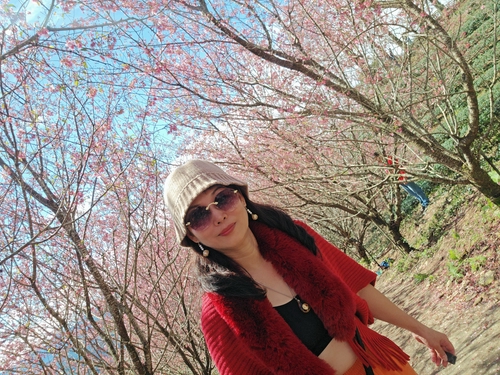 櫻花之林