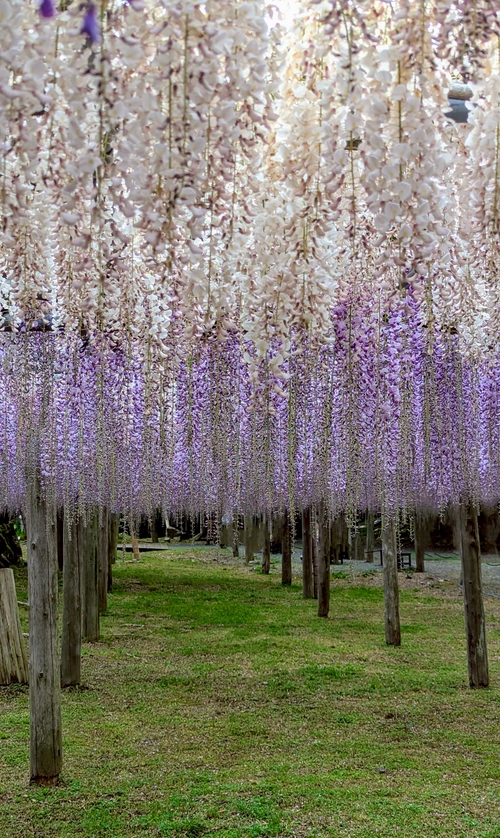 北九州最美“河內藤園”