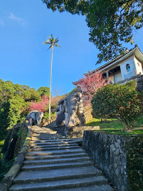 圓通櫻花