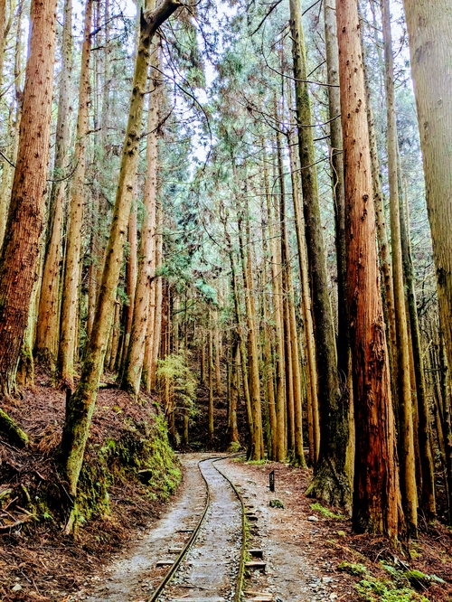 阿里山之美 特富野古道