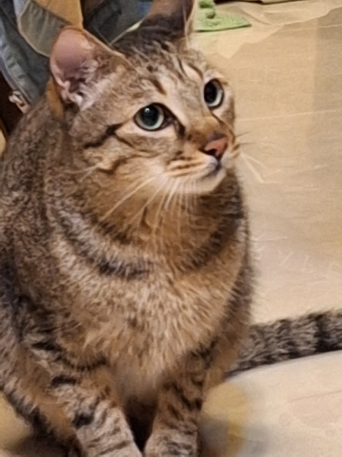 ㄉㄨㄞˉㄉㄨㄞˉ小貓咪