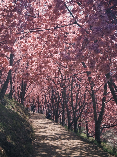 櫻花隧道
