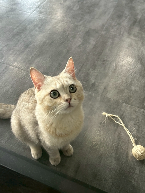 我是澎澎