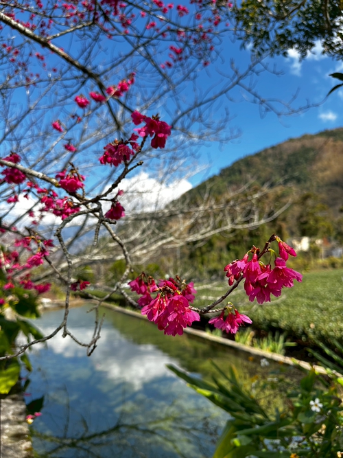 草坪頭櫻花季 櫻花🌸綻放
