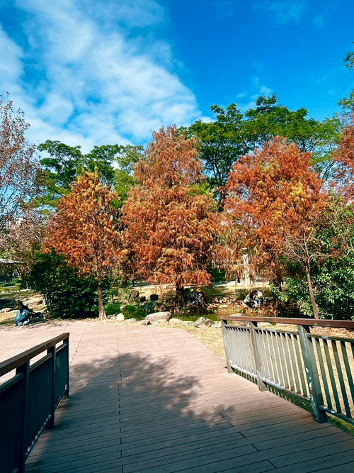 中央公園落雨松🌳