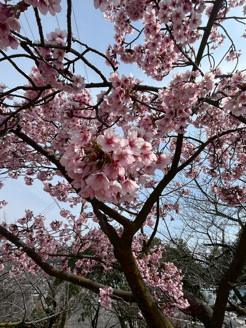唯一盛開的早櫻