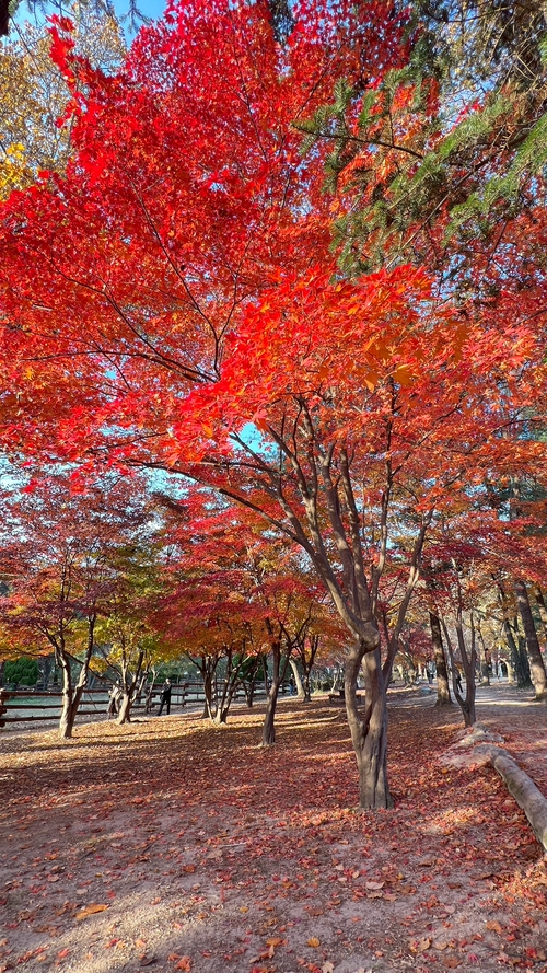 韓國首爾楓紅