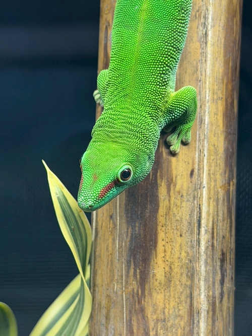 屏東熱帶農業博覽會