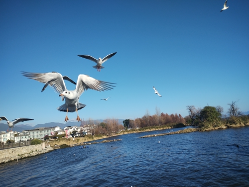 洱海走春看海鷗🫣