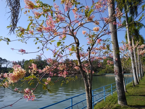 湖畔花