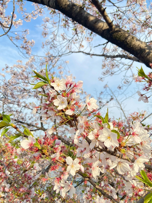 新年走春，好運開拍