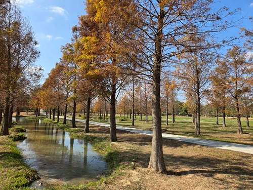 故宮南院落羽松