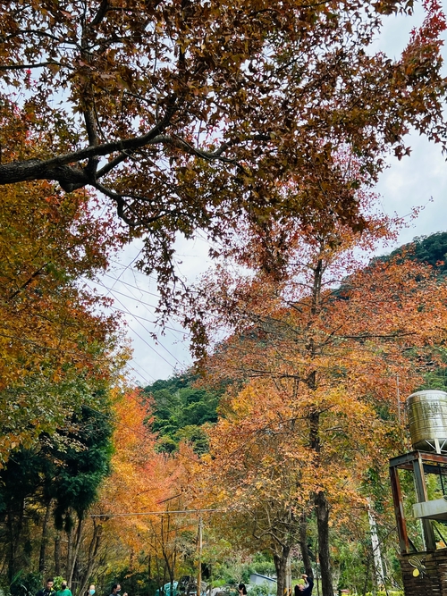 楓🍁
