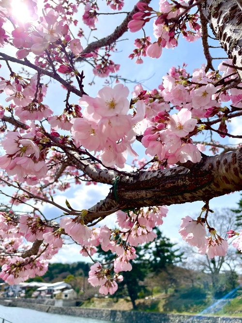櫻の