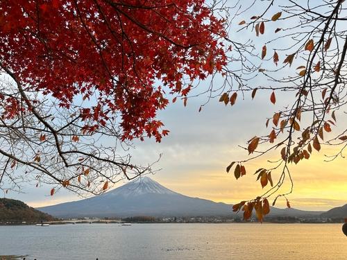 河口湖楓紅+富士山