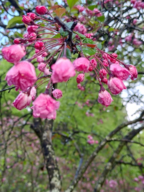 阿里山露水櫻花