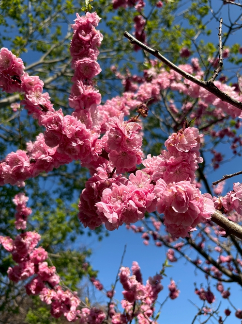 櫻花串串