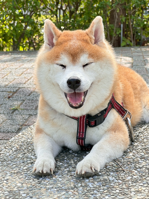 愛笑的臉