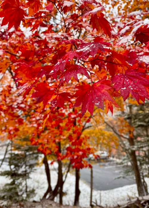 紅葉與雪