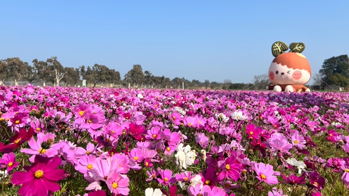 粉粉花海🌸