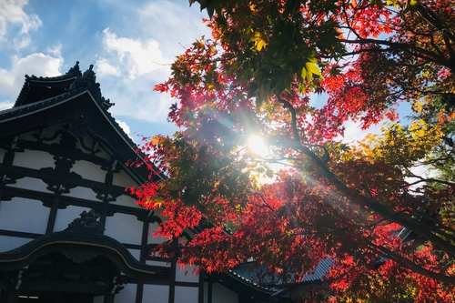 京都楓葉