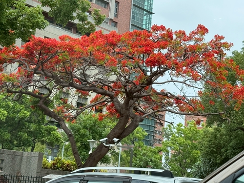 滿開的鳳凰木