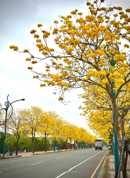 黃花道