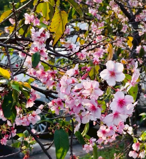 賞櫻