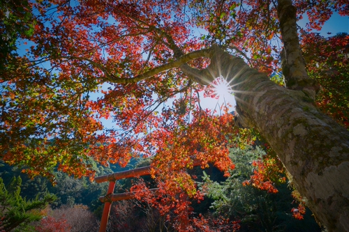 杉林溪．光映楓紅
