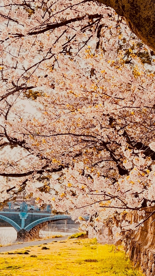 花團錦簇