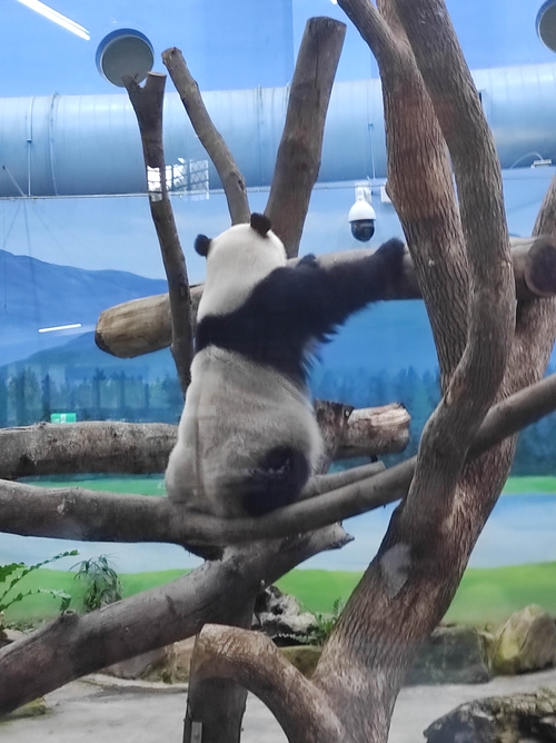 我想對熊貓說，麻煩轉頭過來啊！